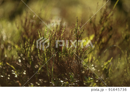 Green grass in a forest at sunset. Macro image, shallow depth of field. Blurred summer nature background. 91645736