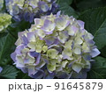 紫とピンクと白が混じった紫陽花のアップ 91645879