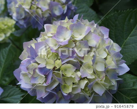 紫とピンクと白が混じった紫陽花のアップ 91645879