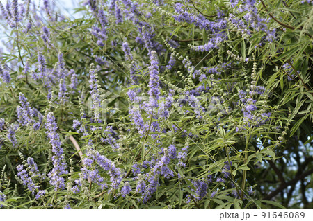 Lilac chaste tree Lilac chaste tree 91646089