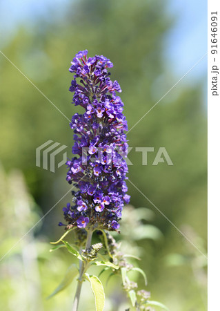 Summer lilac Black Knight 91646091