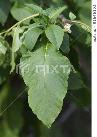 American pokeweed 91646103