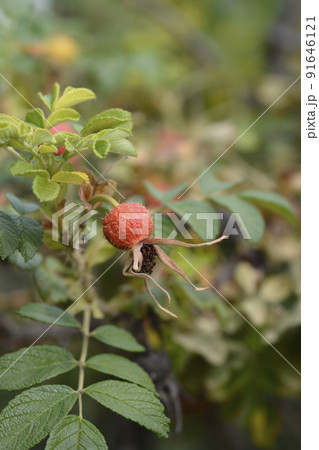 Rugosa rose Rugosa rose 91646121