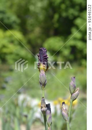 Tall bearded iris Montmartre 91646122