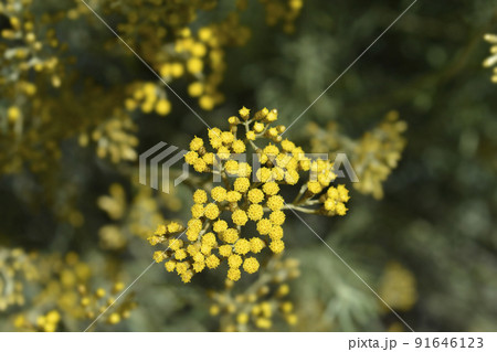 Italian everlasting flowers 91646123