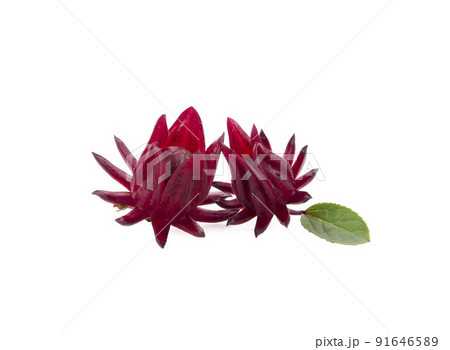 fresh roselle fruit on white background. 91646589