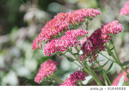 Flowering sedum stonecrop, an autumn pink dried flower in inflorescences. Growing garden plants and flowers 91646688