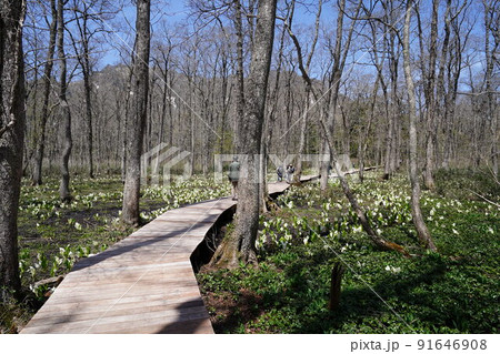 長野県 戸隠のミズバショウ みどりが池から水芭蕉の小道へ。木道周辺の水芭蕉 2022年5月10日 長野県 戸隠のミズバショウ みどりが池から水芭蕉の小道へ。木道周辺の水芭蕉 2022年5月10日 91646908