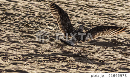 Various sea birds looking for a food on a beach Various sea birds looking for a food on a beach 91646978