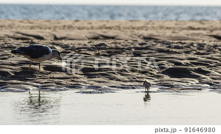 Various sea birds looking for a food on a beach Various sea birds looking for a food on a beach 91646980