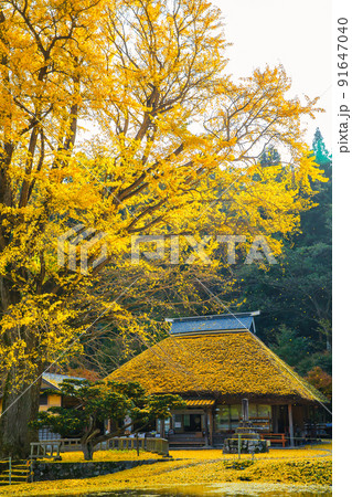 金言寺の大イチョウ(島根県仁多郡奥出雲町) 91647040