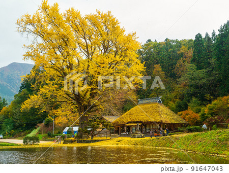 金言寺の大イチョウ(島根県仁多郡奥出雲町) 91647043