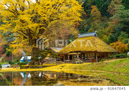 金言寺の大イチョウ(島根県仁多郡奥出雲町) 91647045