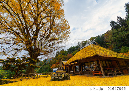 金言寺の大イチョウ(島根県仁多郡奥出雲町) 91647046