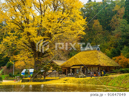 金言寺の大イチョウ(島根県仁多郡奥出雲町) 91647049