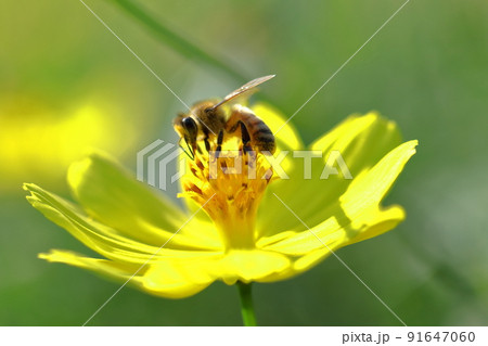 秋風に揺れて咲く 91647060