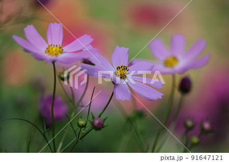 秋風に揺れて咲く 91647121