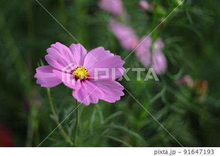 秋風に揺れて咲く 91647193