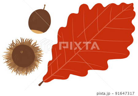 紅葉したカシワの葉とどんぐりのイラスト 91647317