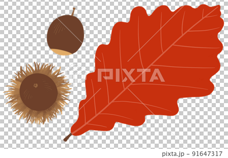 紅葉したカシワの葉とどんぐりのイラスト 91647317