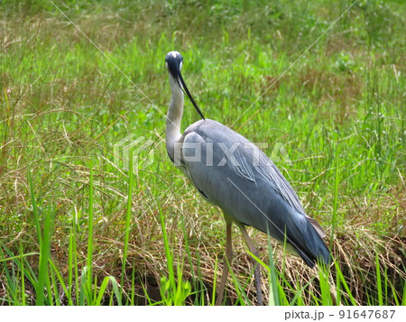 草原で佇むアオサギの後ろ姿 草原で佇むアオサギの後ろ姿 91647687