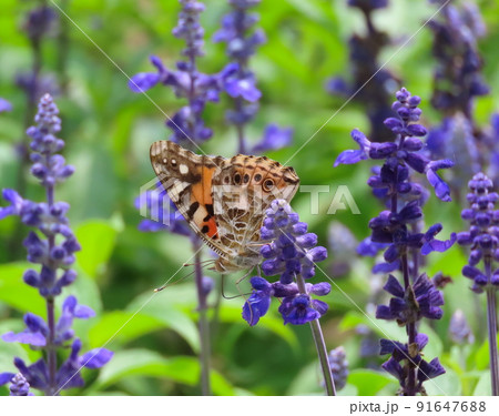 ラベンダーとツマグロヒョウモンのメスの翅裏 91647688