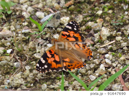 地面で休むツマグロヒョウモン 91647690