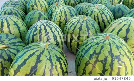 八色すいか 91647849