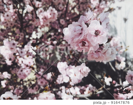 Cherry blossom close-up. Spring flowering cherry blossoms 91647876