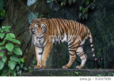 Close up Indochinese tiger is beautiful animal and dangerous in forest 91647896