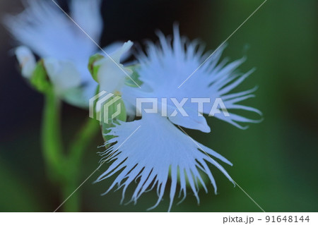 空を飛ぶ白鷺 91648144