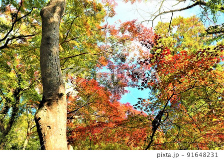 根来寺　秋の風景 91648231