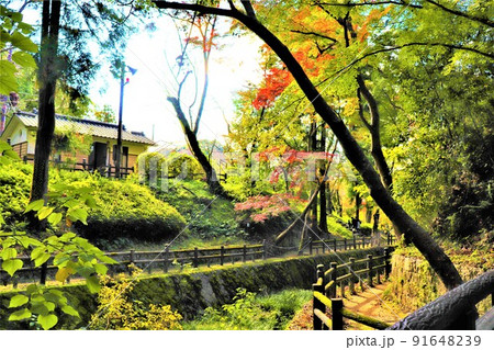 根来寺 秋の風景 根来寺 秋の風景 91648239