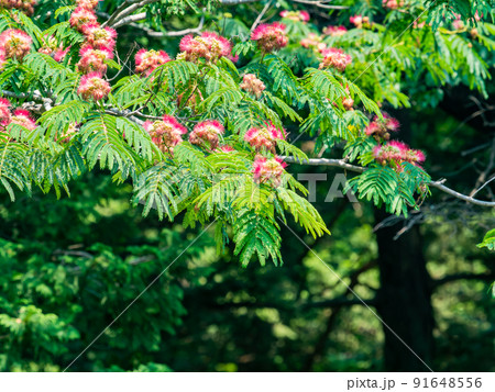 初夏の美しい景色　ブラシの毛を広げたような合歓の木の花 91648556
