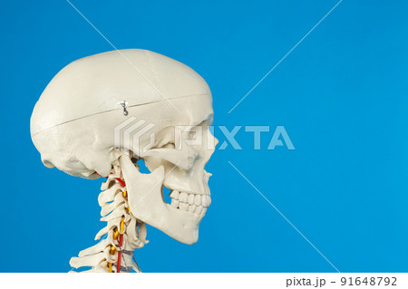 Artificial human skeleton model on blue background, closeup. Space for text Artificial human skeleton model on blue background, closeup. Space for text 91648792