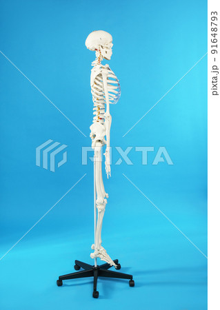 Artificial human skeleton model on blue background 91648793
