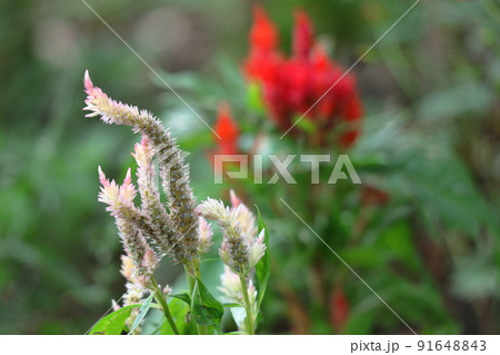 燃え上がる炎の花 燃え上がる炎の花 91648843