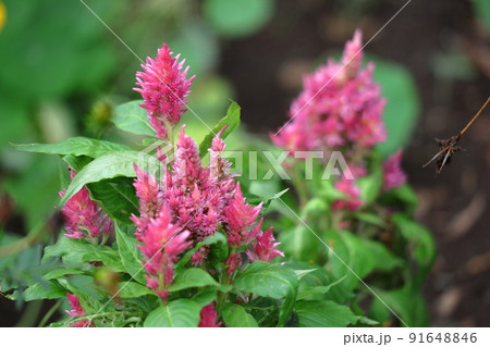 燃え上がる炎の花 91648846