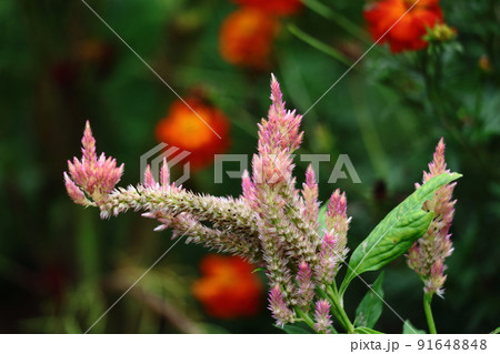 燃え上がる炎の花 91648848