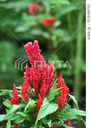 燃え上がる炎の花 91648850