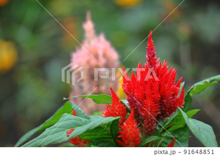 燃え上がる炎の花 燃え上がる炎の花 91648851