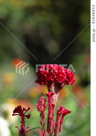 燃え上がる炎の花 91648853