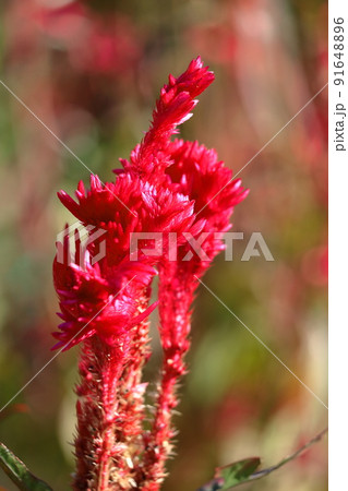 燃え上がる炎の花 91648896