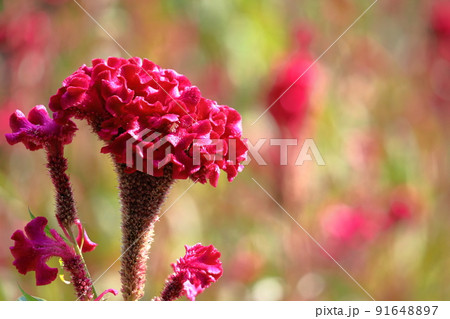 燃え上がる炎の花 91648897