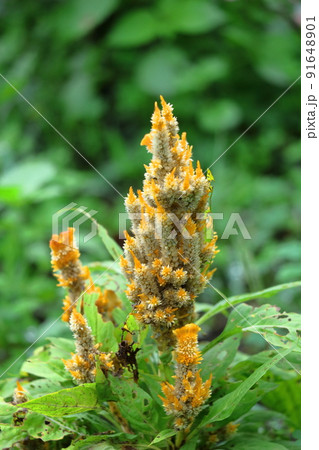 燃え上がる炎の花 91648901