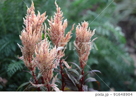 燃え上がる炎の花 91648904