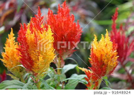 燃え上がる炎の花 燃え上がる炎の花 91648924