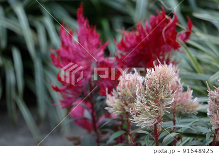 燃え上がる炎の花 燃え上がる炎の花 91648925