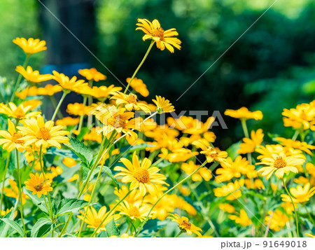 初夏の美しい景色　満開のキクイモモドキ 91649018