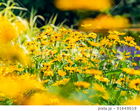 初夏の美しい景色　満開のキクイモモドキ 91649019